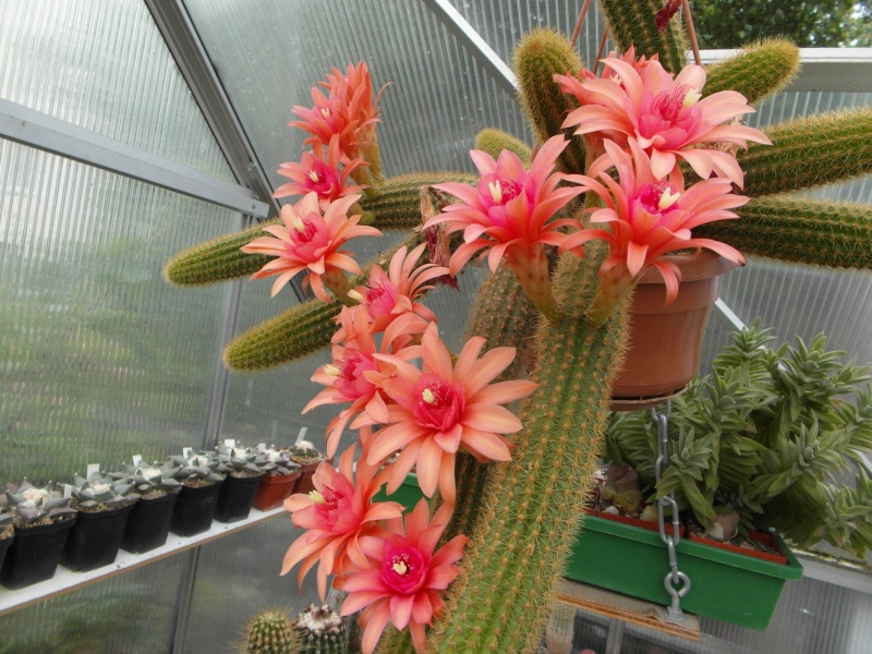 Cacti and Sukkulent in Köln, every day new flowers in the greenhouse Part 54 Bild_236