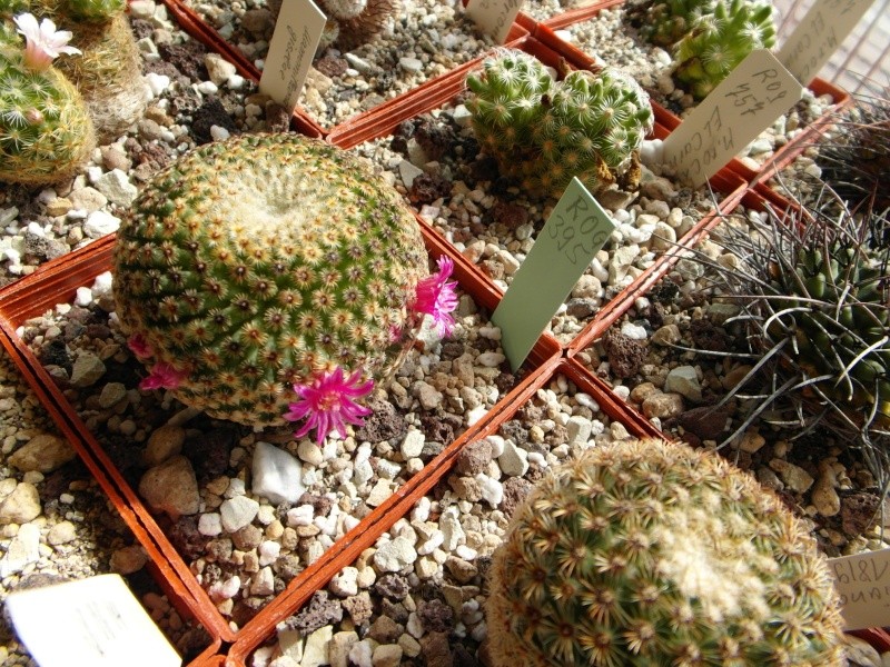 Cacti and Sukkulent in Köln, every day new flowers in the greenhouse Part 54 Bild_240