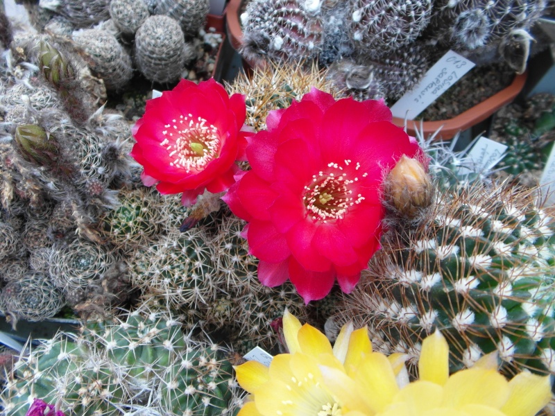Cacti and Sukkulent in Köln, every day new flowers in the greenhouse Part 54 Bild_261