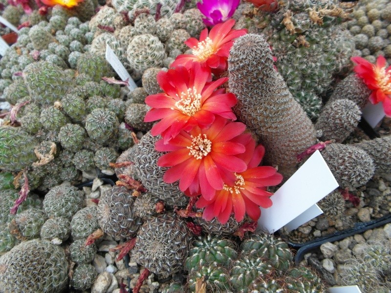 Cacti and Sukkulent in Köln, every day new flowers in the greenhouse Part 54 Bild_271