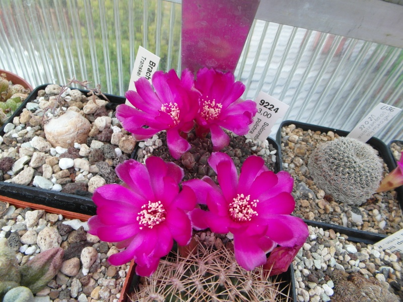 Cacti and Sukkulent in Köln, every day new flowers in the greenhouse Part 54 Bild_276