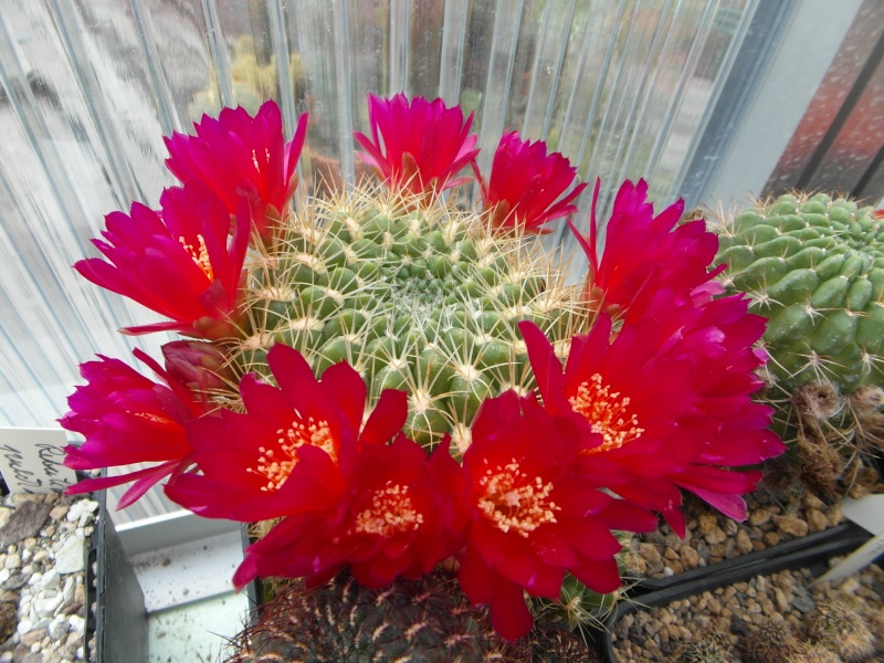 Cacti and Sukkulent in Köln, every day new flowers in the greenhouse Part 54 Bild_282