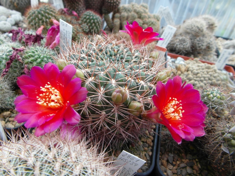 Cacti and Sukkulent in Köln, every day new flowers in the greenhouse Part 54 Bild_287