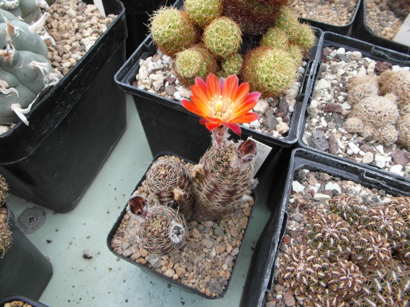 Cacti and Sukkulent in Köln, every day new flowers in the greenhouse Part 54 Bild_294
