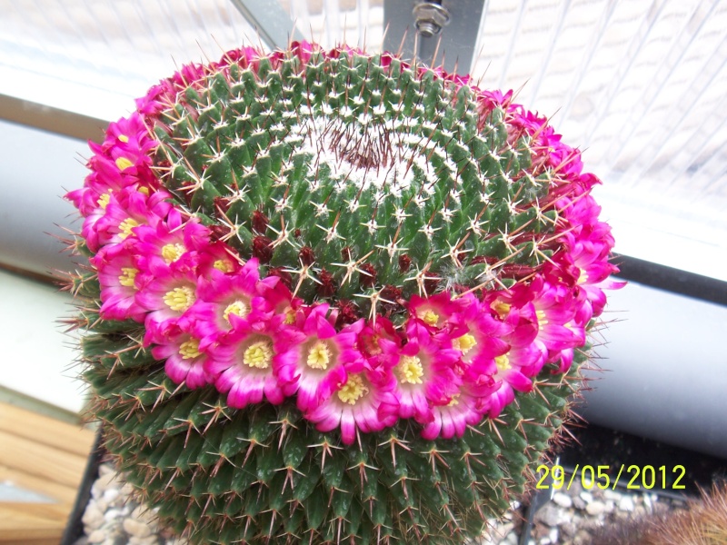 Cacti and Sukkulent in Köln, every day new flowers in the greenhouse Part 54 Bild_310