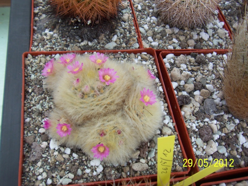 Cacti and Sukkulent in Köln, every day new flowers in the greenhouse Part 54 Bild_311