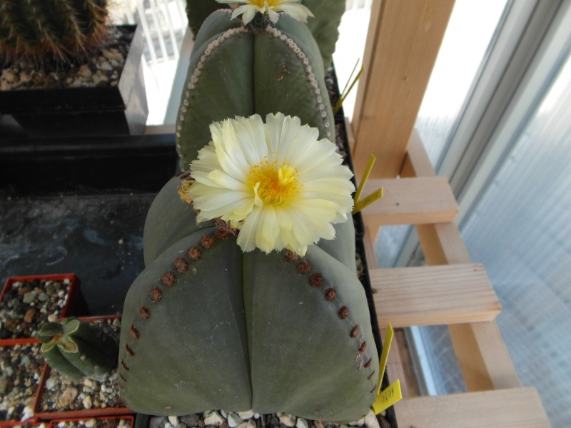 Cacti and Sukkulent in Köln, every day new flowers in the greenhouse Part 55 Bild_314