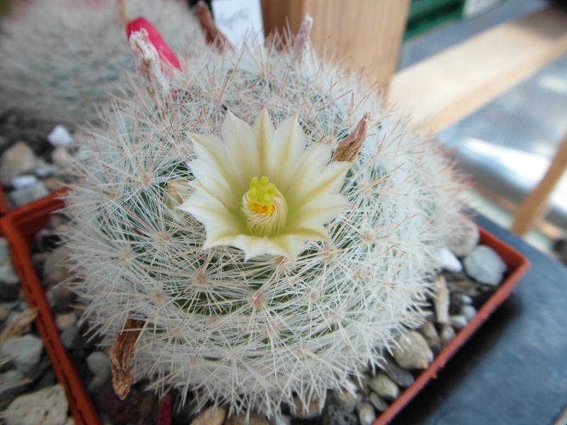 Cacti and Sukkulent in Köln, every day new flowers in the greenhouse Part 55 Bild_319