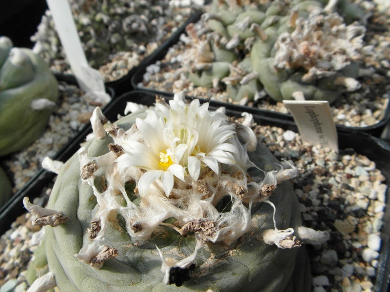 Cacti and Sukkulent in Köln, every day new flowers in the greenhouse Part 55 Bild_325