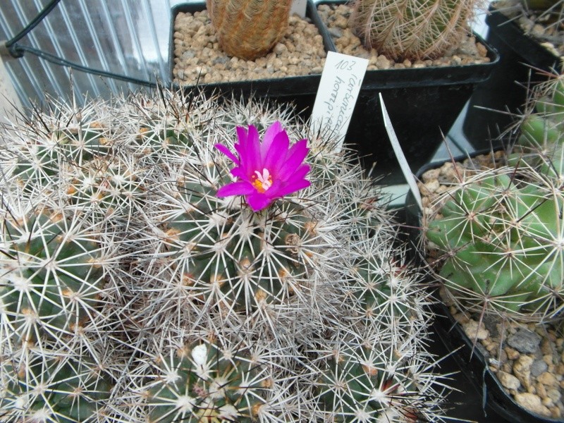 Cacti and Sukkulent in Köln, every day new flowers in the greenhouse Part 55 Bild_335