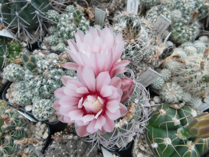 Cacti and Sukkulent in Köln, every day new flowers in the greenhouse Part 55 Bild_343