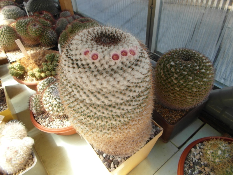 Cacti and Sukkulent in Köln, every day new flowers in the greenhouse Part 55 Bild_363