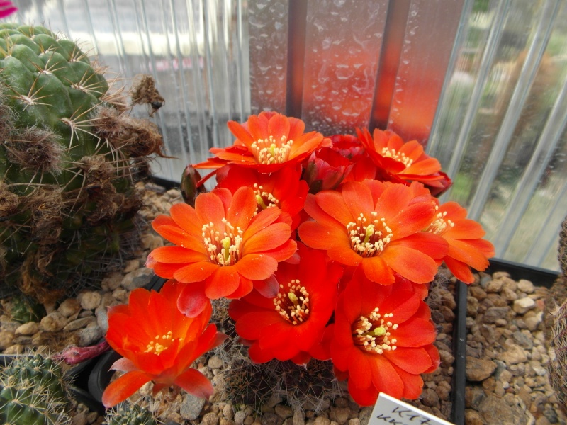 Cacti and Sukkulent in Köln, every day new flowers in the greenhouse Part 55 Bild_367