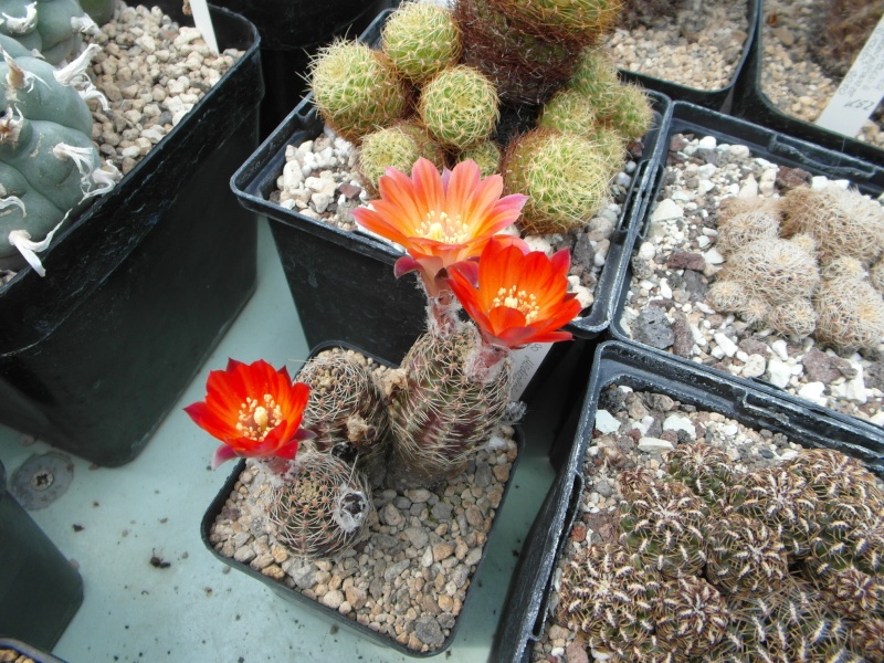Cacti and Sukkulent in Köln, every day new flowers in the greenhouse Part 55 Bild_368