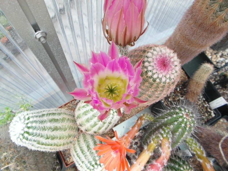 Cacti and Sukkulent in Köln, every day new flowers in the greenhouse Part 55 Bild_384