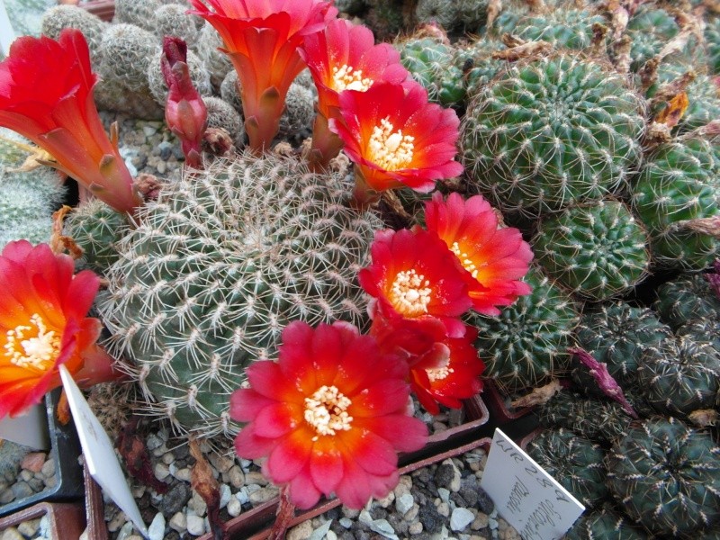 Cacti and Sukkulent in Köln, every day new flowers in the greenhouse Part 55 Bild_397