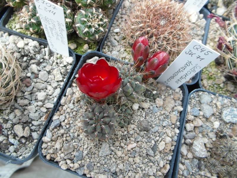 Cacti and Sukkulent in Köln, every day new flowers in the greenhouse Part 55 Bild_408