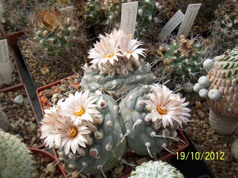 Cacti and Sukkulent in Köln, every day new flowers in the greenhouse Part 54 Bild_411