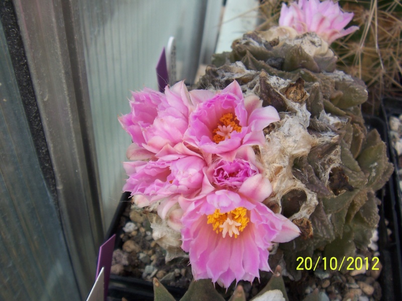 Cacti and Sukkulent in Köln, every day new flowers in the greenhouse Part 54 Bild_412