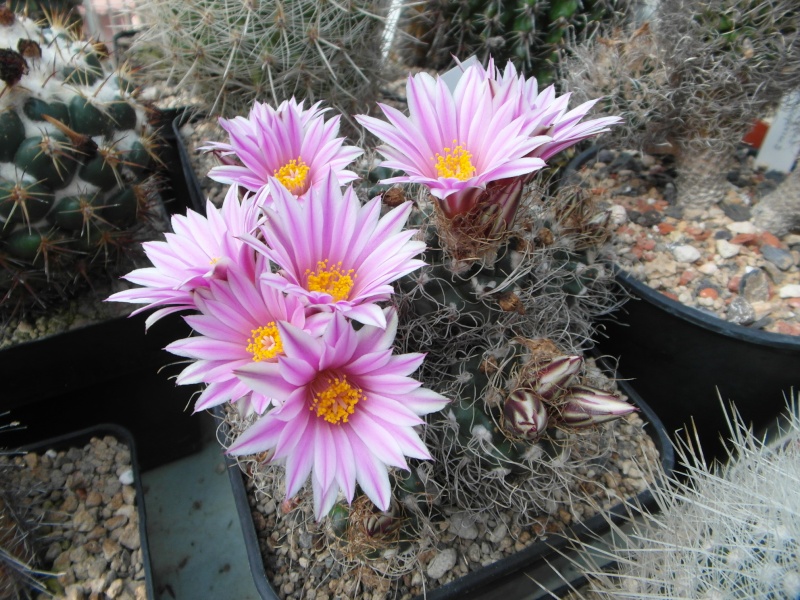 Cacti and Sukkulent in Köln, every day new flowers in the greenhouse Part 54 Bild_413