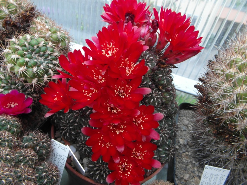 Cacti and Sukkulent in Köln, every day new flowers in the greenhouse Part 54 Bild_414