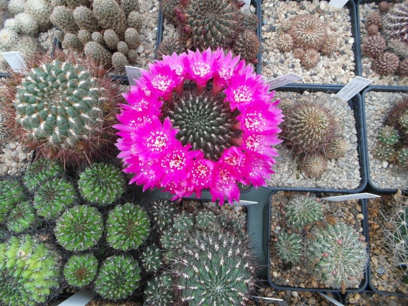 Cacti and Sukkulent in Köln, every day new flowers in the greenhouse Part 54 Bild_415