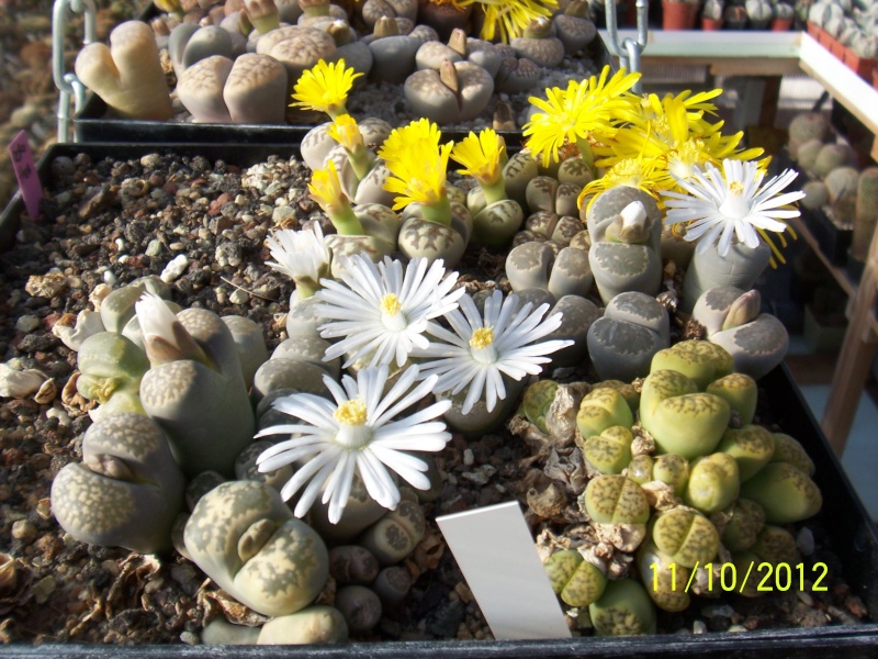 Cacti and Sukkulent in Köln, every day new flowers in the greenhouse Part 54 Bild_416