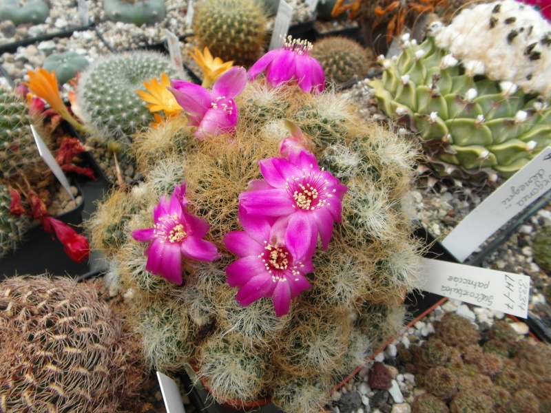 Cacti and Sukkulent in Köln, every day new flowers in the greenhouse Part 55 Bild_420