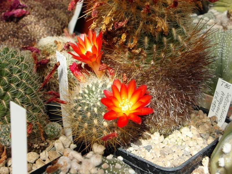 Cacti and Sukkulent in Köln, every day new flowers in the greenhouse Part 56 Bild_441