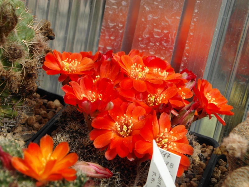 Cacti and Sukkulent in Köln, every day new flowers in the greenhouse Part 56 Bild_442