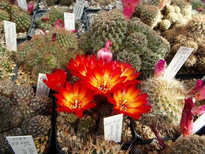 Cacti and Sukkulent in Köln, every day new flowers in the greenhouse Part 56 Bild_443