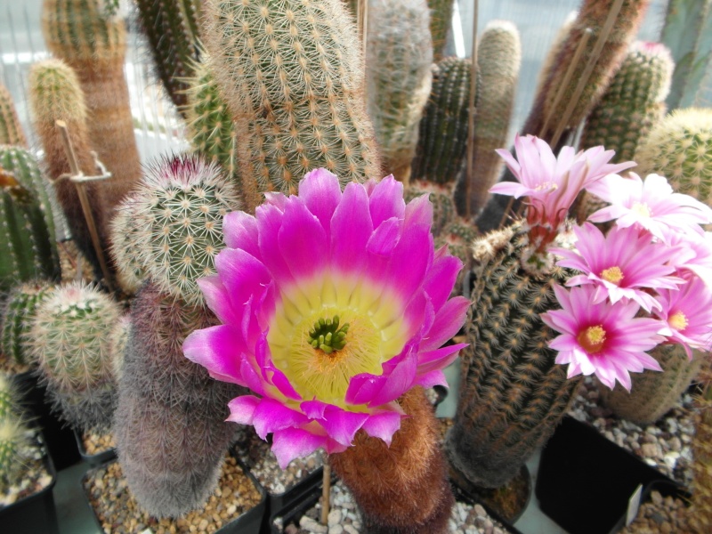Cacti and Sukkulent in Köln, every day new flowers in the greenhouse Part 56 Bild_446
