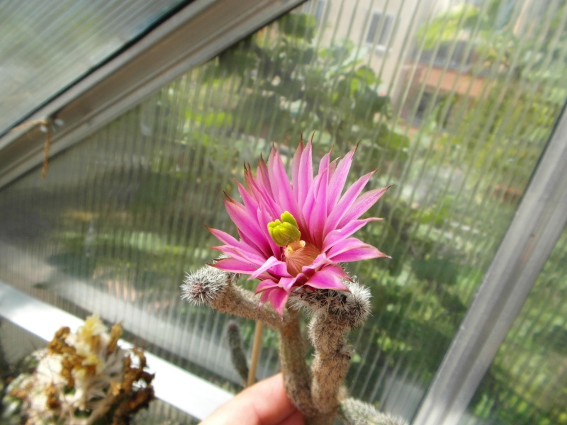 Cacti and Sukkulent in Köln, every day new flowers in the greenhouse Part 56 Bild_458