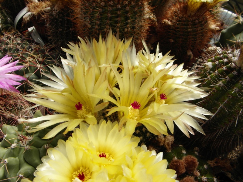 Cacti and Sukkulent in Köln, every day new flowers in the greenhouse Part 56 Bild_462