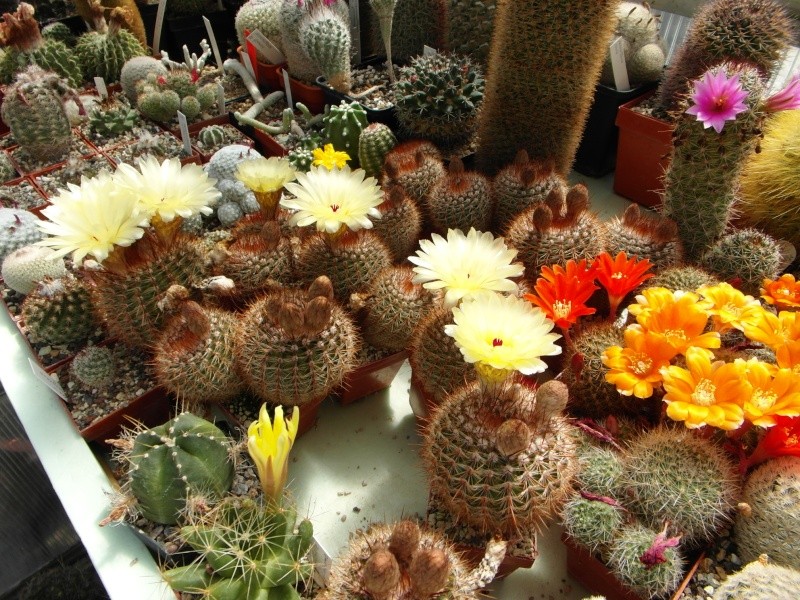 Cacti and Sukkulent in Köln, every day new flowers in the greenhouse Part 56 Bild_480