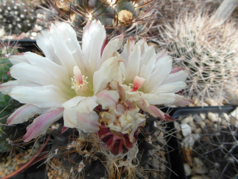 Cacti and Sukkulent in Köln, every day new flowers in the greenhouse Part 56 Bild_498