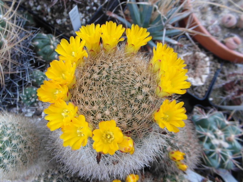 Cacti and Sukkulent in Köln, every day new flowers in the greenhouse Part 53 Bild_511