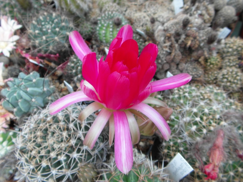 Cacti and Sukkulent in Köln, every day new flowers in the greenhouse Part 53 Bild_512