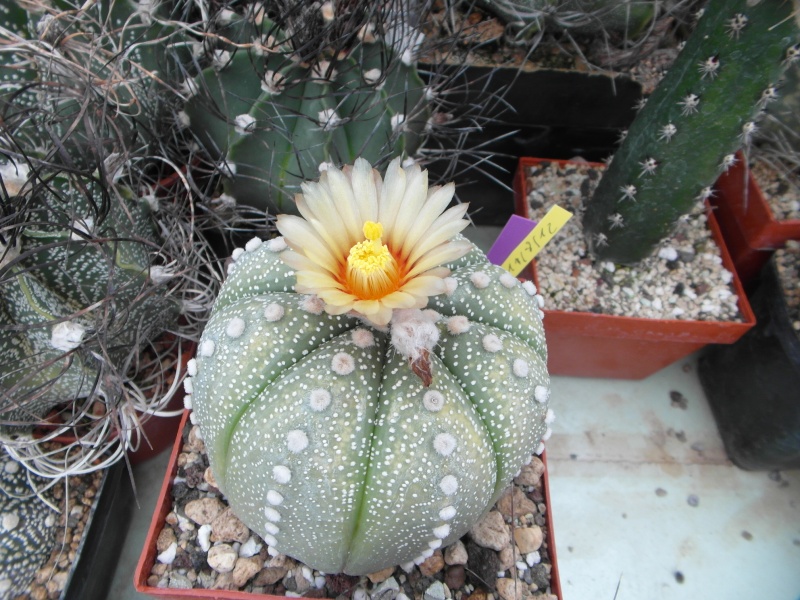 Cacti and Sukkulent in Köln, every day new flowers in the greenhouse Part 53 Bild_518