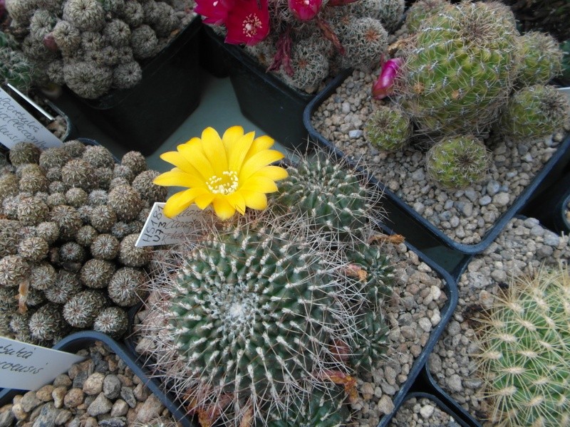 Cacti and Sukkulent in Köln, every day new flowers in the greenhouse Part 53 Bild_542