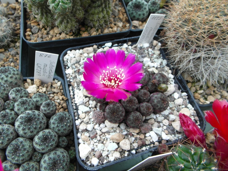 Cacti and Sukkulent in Köln, every day new flowers in the greenhouse Part 53 Bild_562