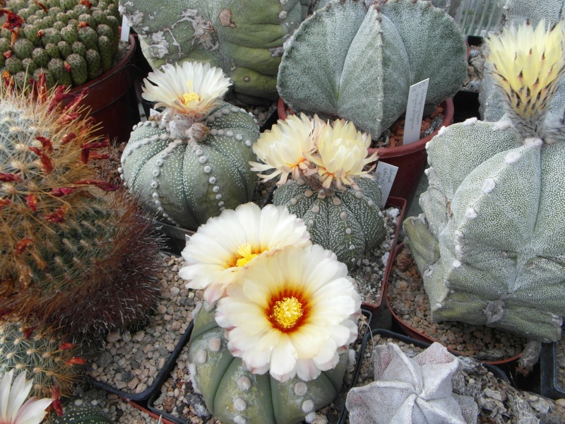 Cacti and Sukkulent in Köln, every day new flowers in the greenhouse Part 53 Bild_578