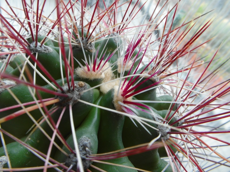 Cacti and Sukkulent in Köln, every day new flowers in the greenhouse Part 53 Bild_583