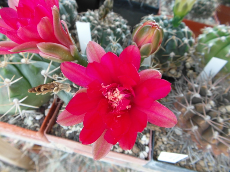 Cacti and Sukkulent in Köln, every day new flowers in the greenhouse Part 56 Bild_608