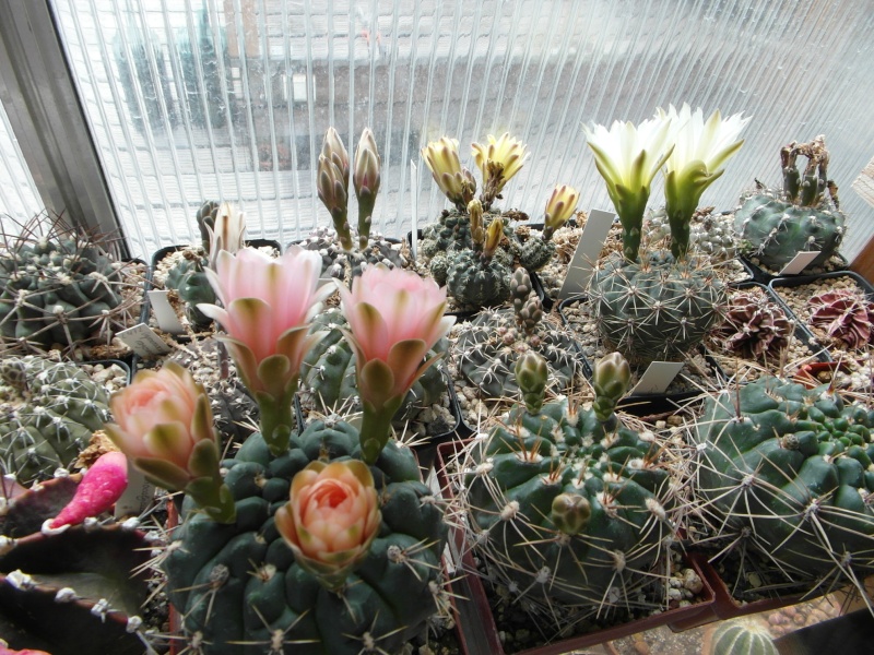 Cacti and Sukkulent in Köln, every day new flowers in the greenhouse Part 56 Bild_609