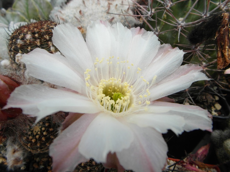 Cacti and Sukkulent in Köln, every day new flowers in the greenhouse Part 56 Bild_640