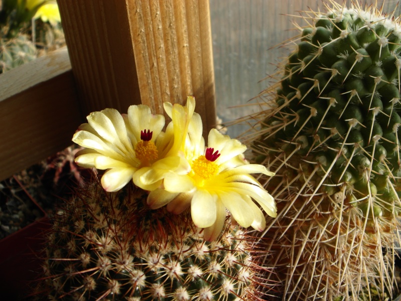 Cacti and Sukkulent in Köln, every day new flowers in the greenhouse Part 57 Bild_670