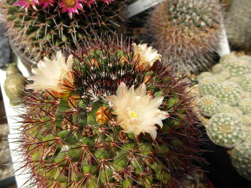 Cacti and Sukkulent in Köln, every day new flowers in the greenhouse Part 57 Bild_700