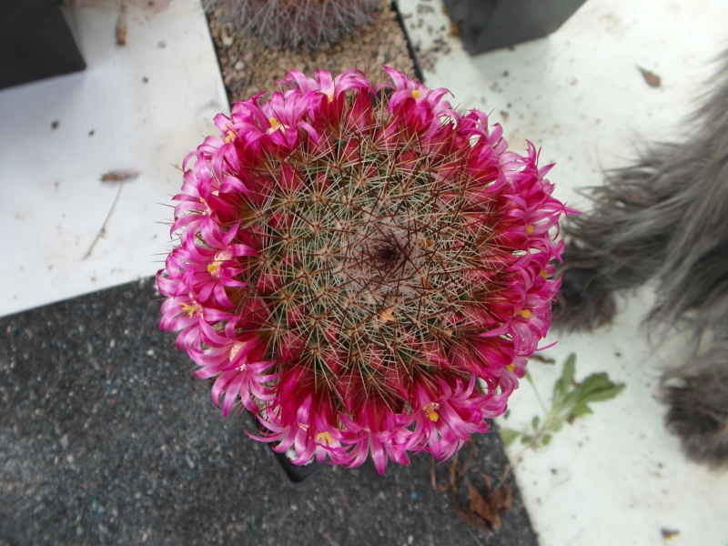 Cacti and Sukkulent in Köln, every day new flowers in the greenhouse Part 57 Bild_703