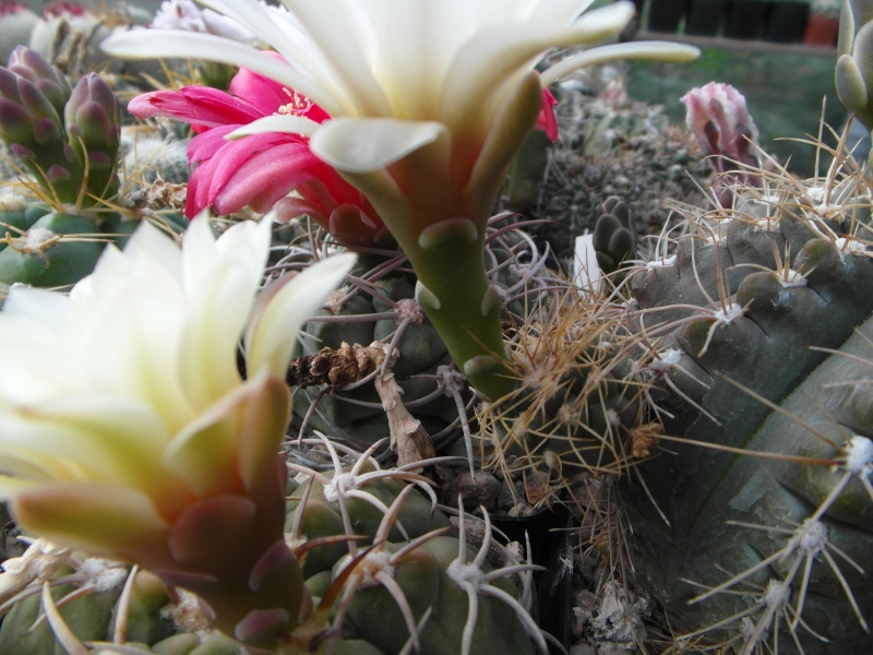Cacti and Sukkulent in Köln, every day new flowers in the greenhouse Part 57 Bild_713
